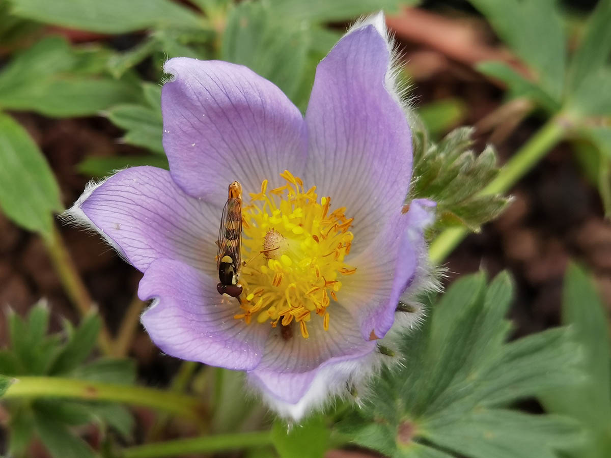 Pulsatilla patens photo